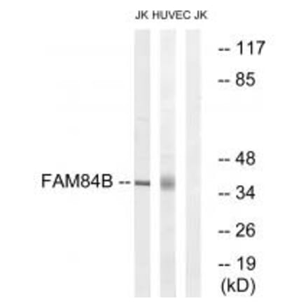 Western blot - FAM84B Antibody from Signalway Antibody (34033) - Antibodies.com