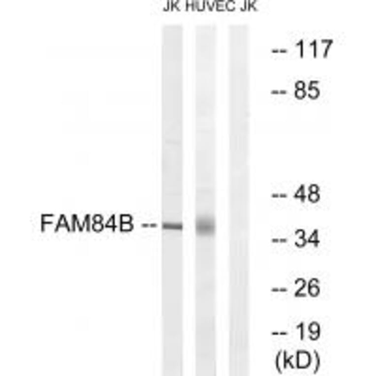 Western blot - FAM84B Antibody from Signalway Antibody (34033) - Antibodies.com