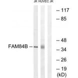 Western blot - FAM84B Antibody from Signalway Antibody (34033) - Antibodies.com