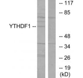 Western blot - YTHDF1 Antibody from Signalway Antibody (34050) - Antibodies.com