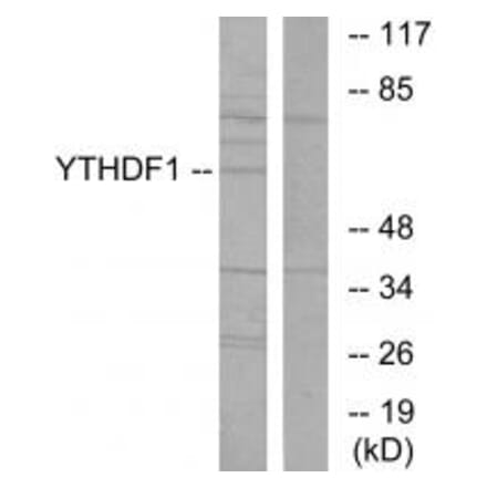Western blot - YTHDF1 Antibody from Signalway Antibody (34050) - Antibodies.com