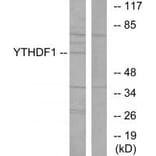 Western blot - YTHDF1 Antibody from Signalway Antibody (34050) - Antibodies.com