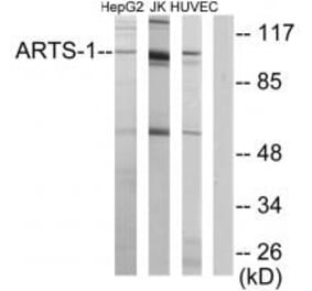 Western blot - ARTS-1 Antibody from Signalway Antibody (34085) - Antibodies.com