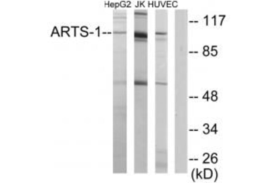 Western blot - ARTS-1 Antibody from Signalway Antibody (34085) - Antibodies.com