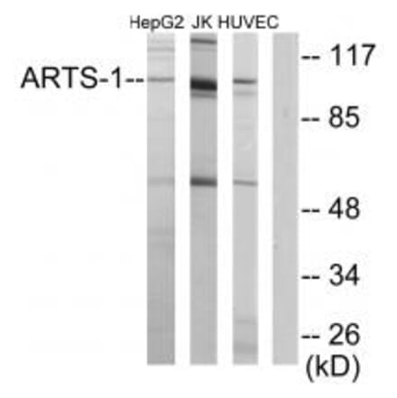 Western blot - ARTS-1 Antibody from Signalway Antibody (34085) - Antibodies.com