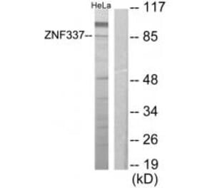 Western blot - ZNF337 Antibody from Signalway Antibody (34133) - Antibodies.com