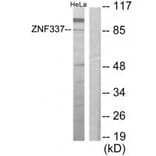 Western blot - ZNF337 Antibody from Signalway Antibody (34133) - Antibodies.com