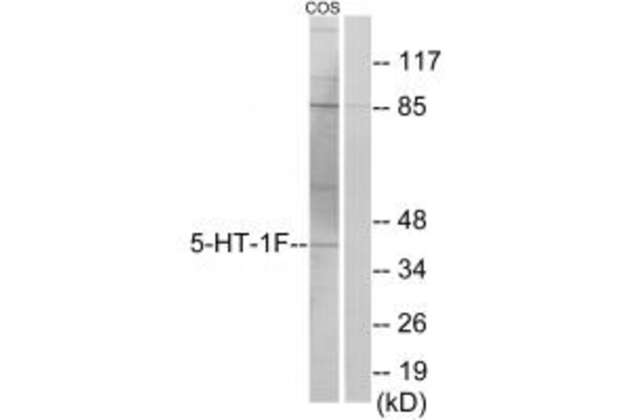 Western blot - 5-HT-1F Antibody from Signalway Antibody (34150) - Antibodies.com