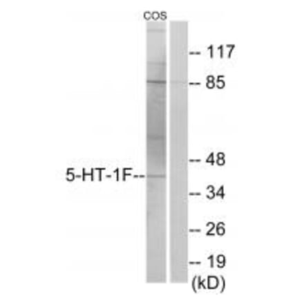Western blot - 5-HT-1F Antibody from Signalway Antibody (34150) - Antibodies.com