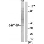 Western blot - 5-HT-1F Antibody from Signalway Antibody (34150) - Antibodies.com