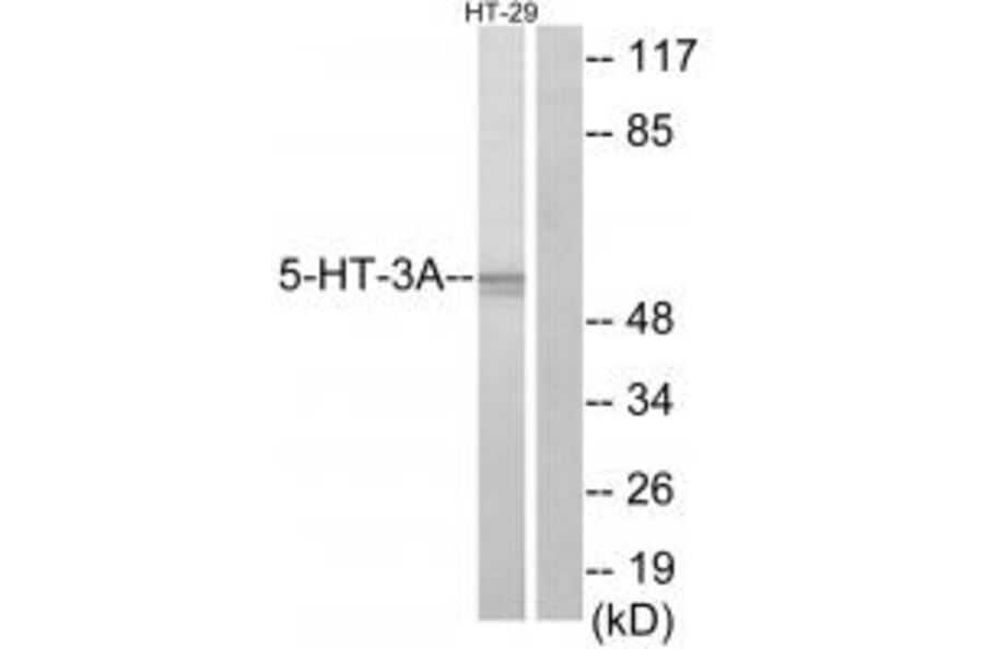 Western blot - 5-HT-3A Antibody from Signalway Antibody (34152) - Antibodies.com