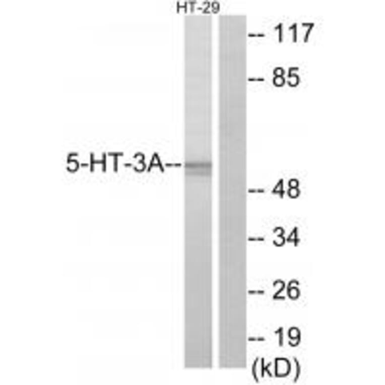 Western blot - 5-HT-3A Antibody from Signalway Antibody (34152) - Antibodies.com