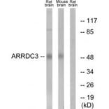 Western blot - ARRDC3 Antibody from Signalway Antibody (34169) - Antibodies.com