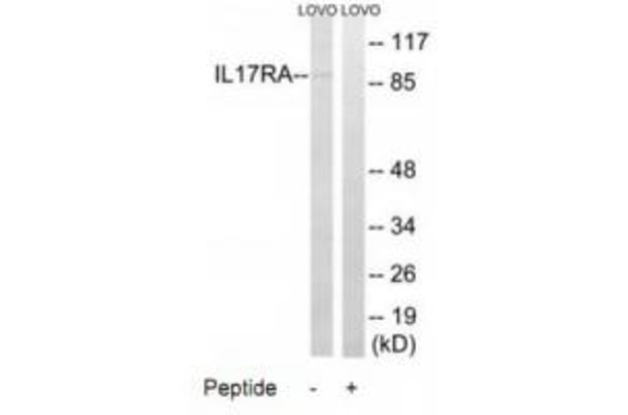 Western blot - IL17RA Antibody from Signalway Antibody (34253) - Antibodies.com