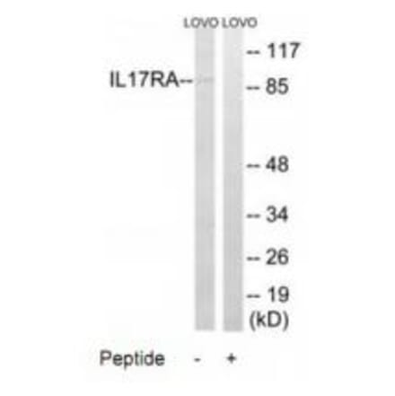 Western blot - IL17RA Antibody from Signalway Antibody (34253) - Antibodies.com