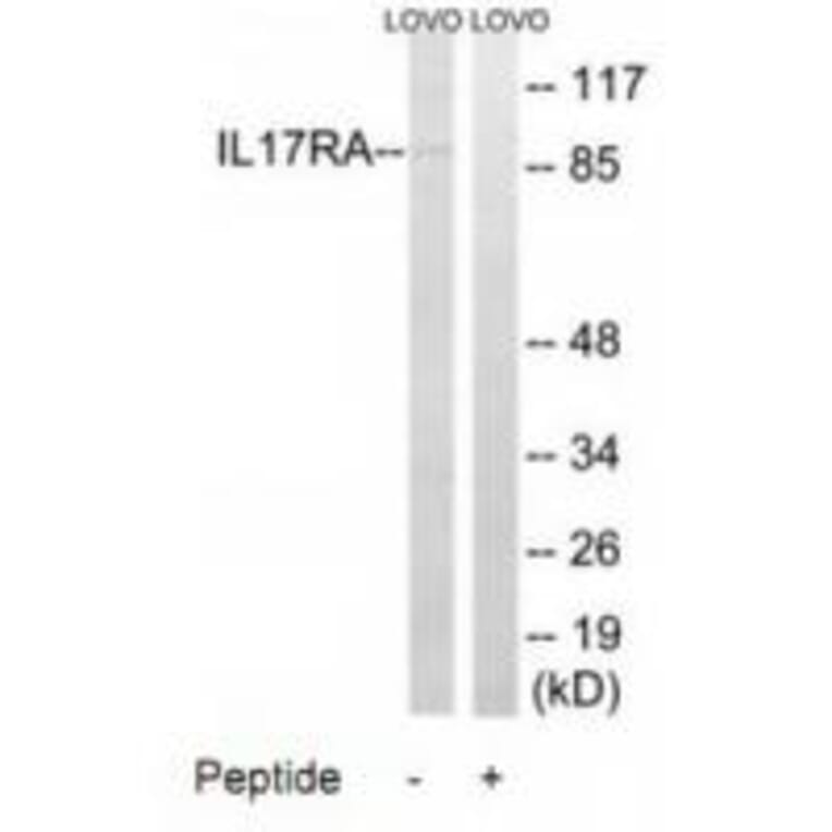 Western blot - IL17RA Antibody from Signalway Antibody (34253) - Antibodies.com