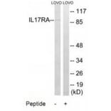 Western blot - IL17RA Antibody from Signalway Antibody (34253) - Antibodies.com