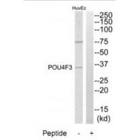Western blot analysis of extracts from HuvEc cells, using POU4F3 antibody #34303.
