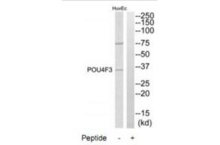 Western blot - POU4F3 Antibody from Signalway Antibody (34303) - Antibodies.com