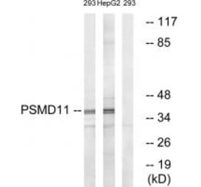 Western blot - PSMD11 Antibody from Signalway Antibody (34307) - Antibodies.com