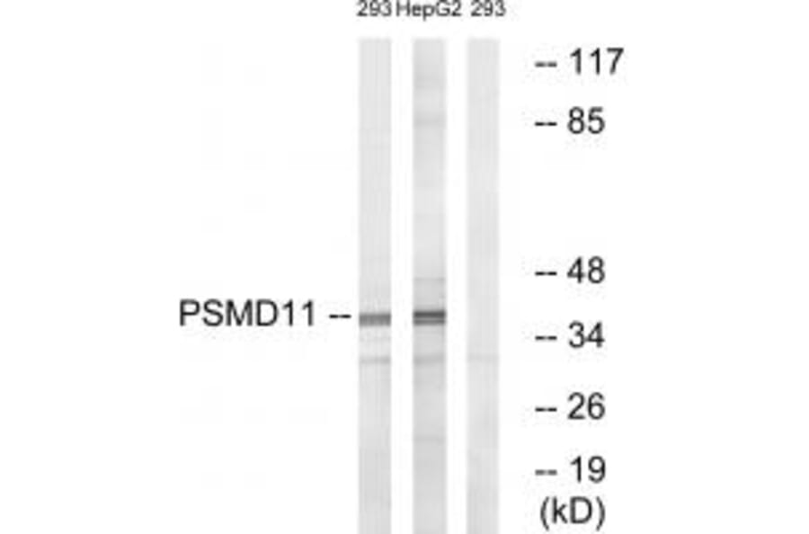 Western blot - PSMD11 Antibody from Signalway Antibody (34307) - Antibodies.com