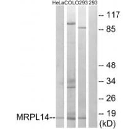Western blot - MRPL14 Antibody from Signalway Antibody (34318) - Antibodies.com