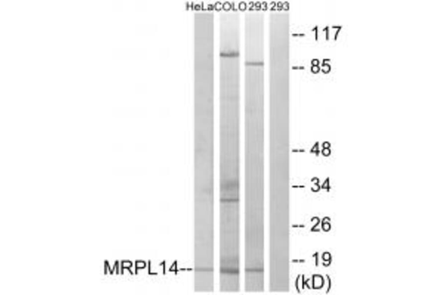 Western blot - MRPL14 Antibody from Signalway Antibody (34318) - Antibodies.com