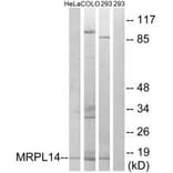 Western blot - MRPL14 Antibody from Signalway Antibody (34318) - Antibodies.com