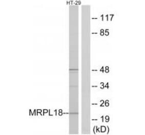 Western blot - MRPL18 Antibody from Signalway Antibody (34321) - Antibodies.com