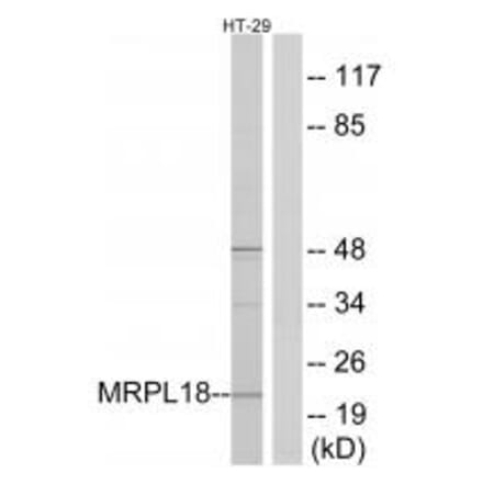 Western blot - MRPL18 Antibody from Signalway Antibody (34321) - Antibodies.com