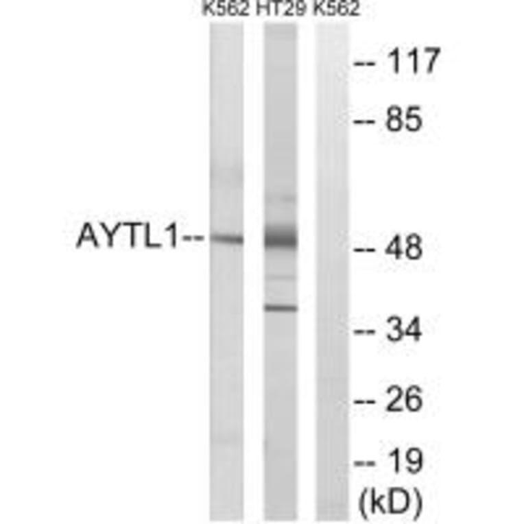 Western blot - LPCAT2 Antibody from Signalway Antibody (34385) - Antibodies.com