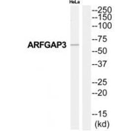 Western blot - ARFGAP3 Antibody from Signalway Antibody (34393) - Antibodies.com