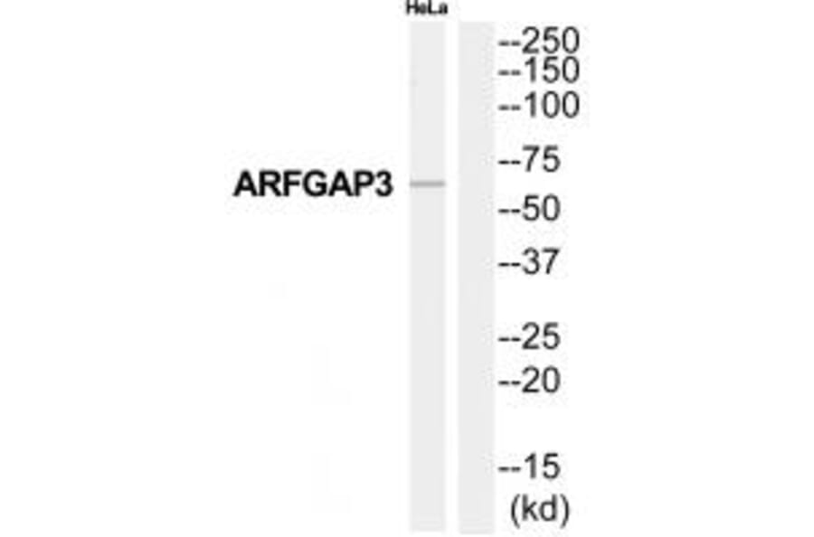 Western blot - ARFGAP3 Antibody from Signalway Antibody (34393) - Antibodies.com