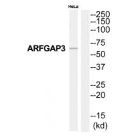 Western blot - ARFGAP3 Antibody from Signalway Antibody (34393) - Antibodies.com