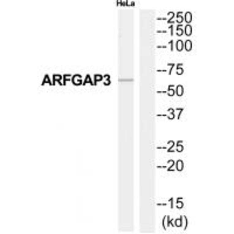 Western blot - ARFGAP3 Antibody from Signalway Antibody (34393) - Antibodies.com