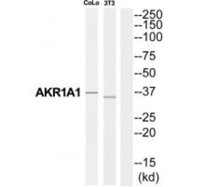Western blot - AKR1A1 Antibody from Signalway Antibody (34395) - Antibodies.com