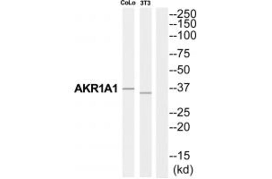 Western blot - AKR1A1 Antibody from Signalway Antibody (34395) - Antibodies.com