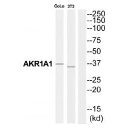 Western blot - AKR1A1 Antibody from Signalway Antibody (34395) - Antibodies.com