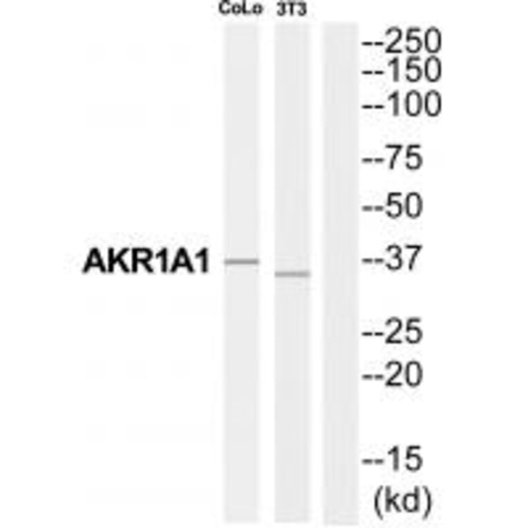 Western blot - AKR1A1 Antibody from Signalway Antibody (34395) - Antibodies.com