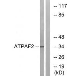 Western blot - ATPAF2 Antibody from Signalway Antibody (34452) - Antibodies.com