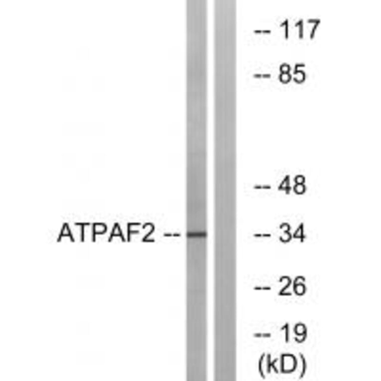 Western blot - ATPAF2 Antibody from Signalway Antibody (34452) - Antibodies.com