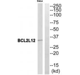 Western blot - BCL2L12 Antibody from Signalway Antibody (34482) - Antibodies.com