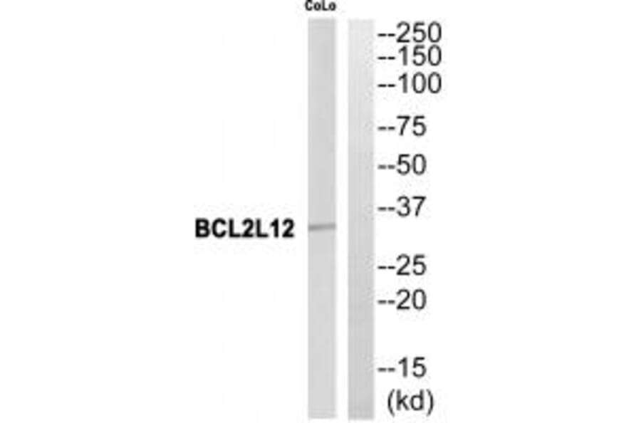 Western blot - BCL2L12 Antibody from Signalway Antibody (34482) - Antibodies.com