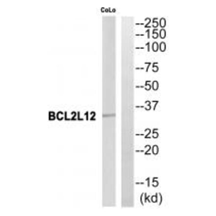 Western blot - BCL2L12 Antibody from Signalway Antibody (34482) - Antibodies.com