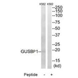 Western blot - GUSBP1 Antibody from Signalway Antibody (34497) - Antibodies.com