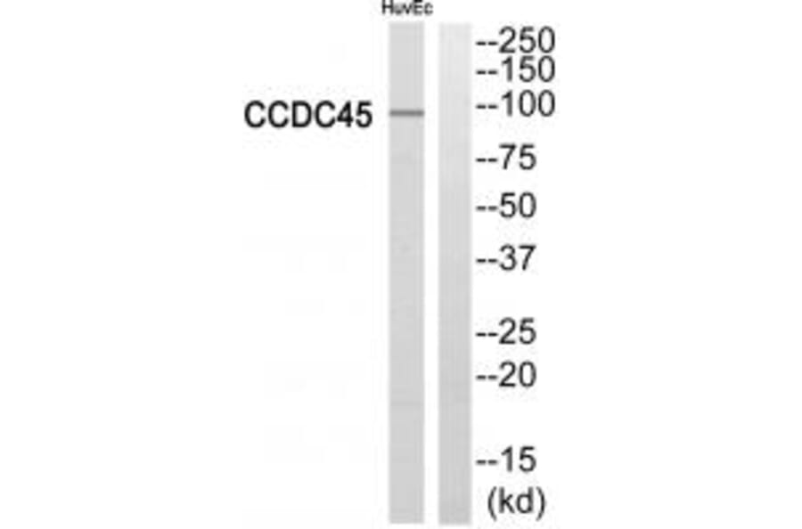 Western blot - CCDC45 Antibody from Signalway Antibody (34606) - Antibodies.com