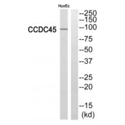 Western blot - CCDC45 Antibody from Signalway Antibody (34606) - Antibodies.com