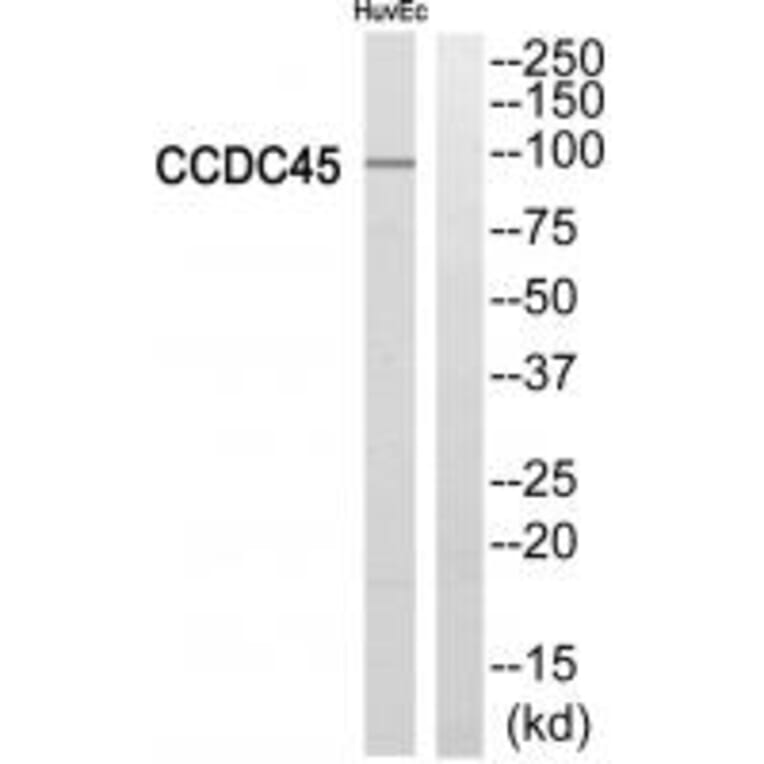 Western blot - CCDC45 Antibody from Signalway Antibody (34606) - Antibodies.com
