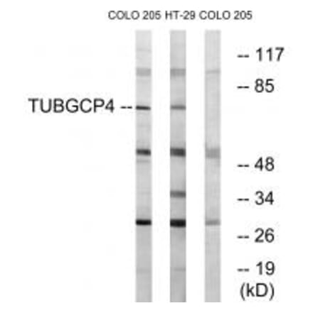Western blot - TUBGCP4 Antibody from Signalway Antibody (34697) - Antibodies.com