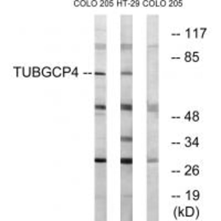 Western blot - TUBGCP4 Antibody from Signalway Antibody (34697) - Antibodies.com